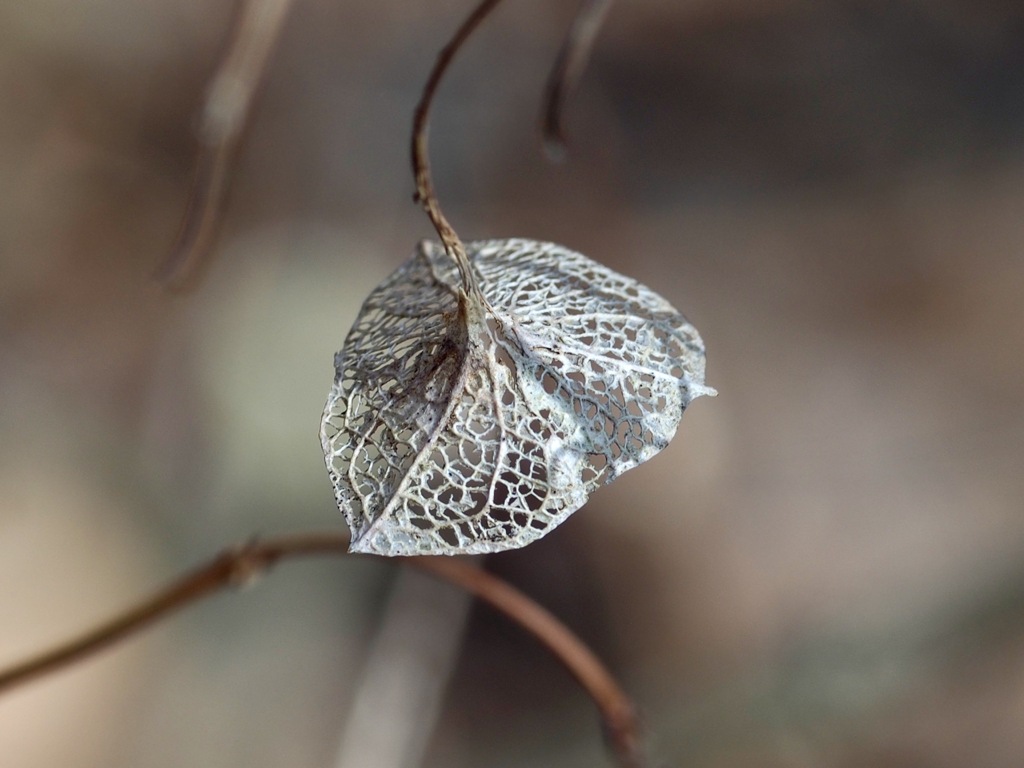 梅花甘茶のレース