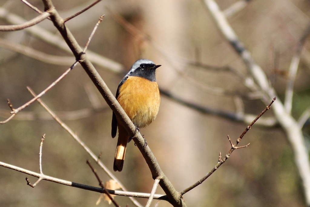 つぶらな瞳のジョビ君