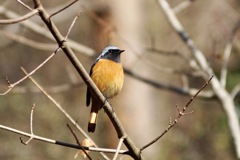 つぶらな瞳のジョビ君