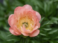 芍薬2