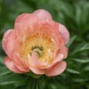 芍薬2