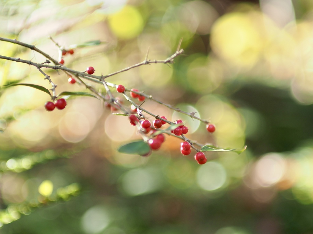 アリドオシの赤い実