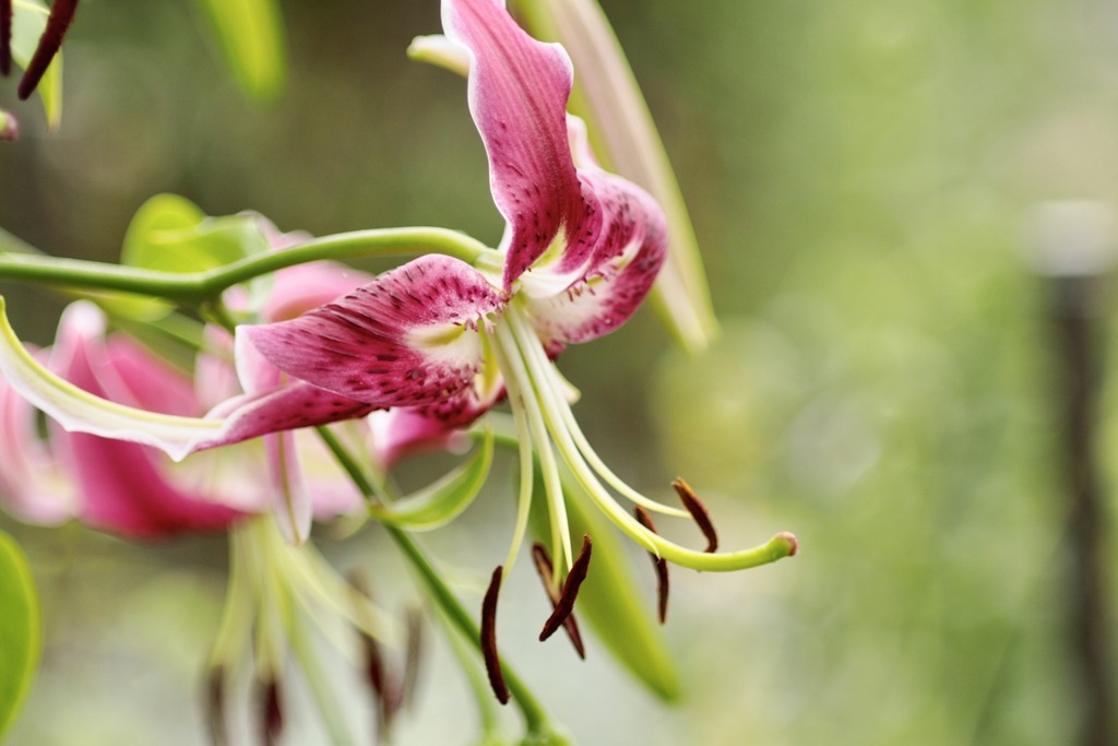 荘厳　カノコユリ