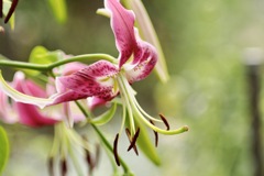 荘厳　カノコユリ