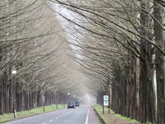 雨に煙るメタセコイア