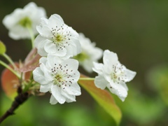 梨の花