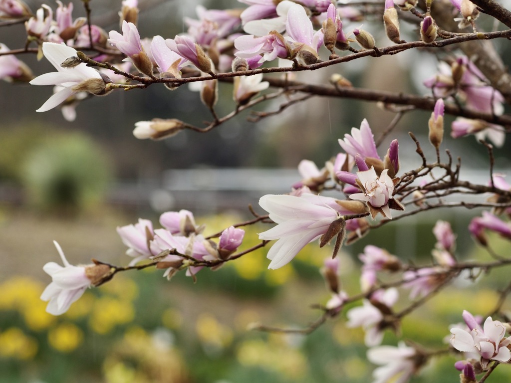 マグノリアの花たち