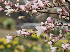 マグノリアの花たち