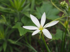 職場の屋上に咲くタマスダレかな