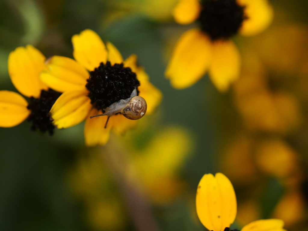 つの出せやり出せ頭出せ〜