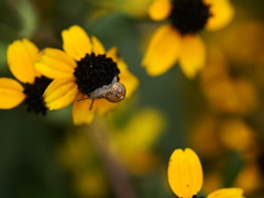 つの出せやり出せ頭出せ〜