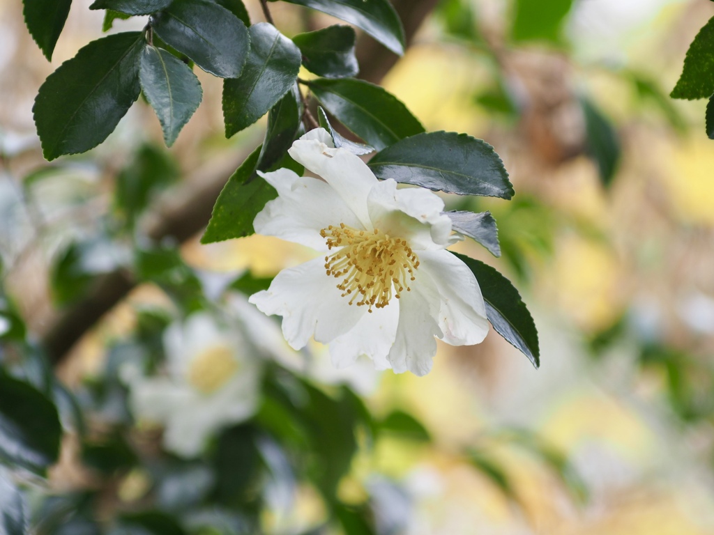 サザンカ　白花