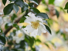 サザンカ　白花