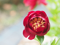 芍薬3