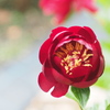 芍薬3