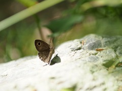 コウラナミジャノメと影