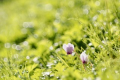 朝露とシクラメン