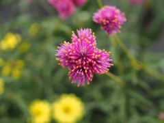宇治市植物公園にて
