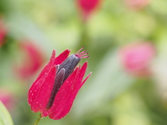 ビビットカラー（温室にて）