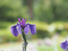 purple