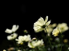 黄色いコスモス