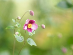 秋明菊