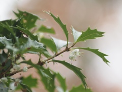 ひいらぎの花