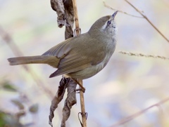 これから鳴く練習