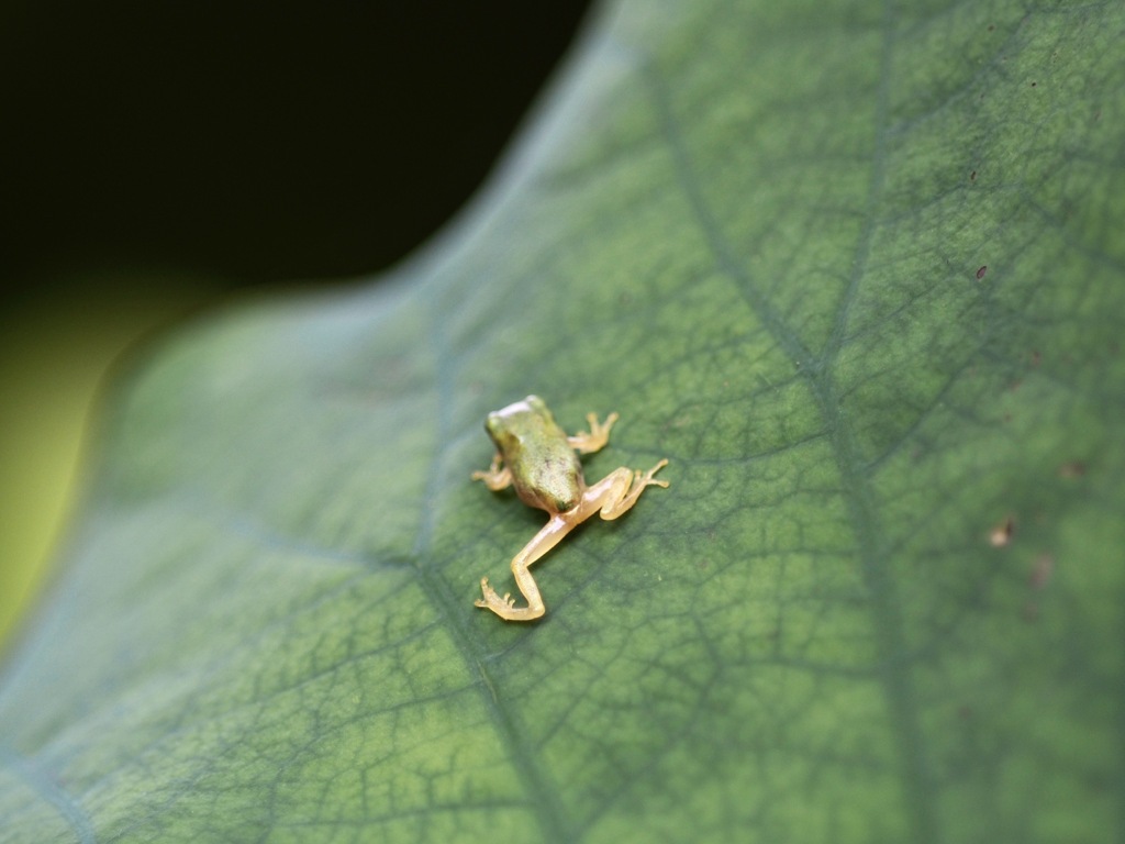 すたこらさっさ