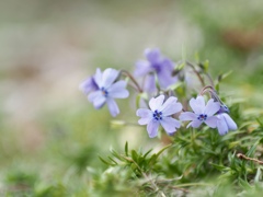 ひっそりと　芝桜