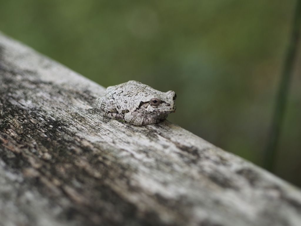 木と同化したアマガエル？