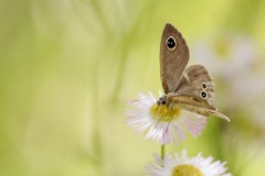 ヒメウラナミジャノメ