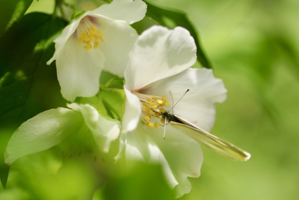 花と蝶