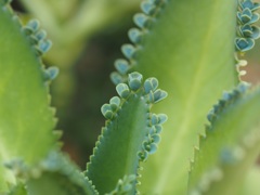 コダカラベンケイ