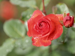 red