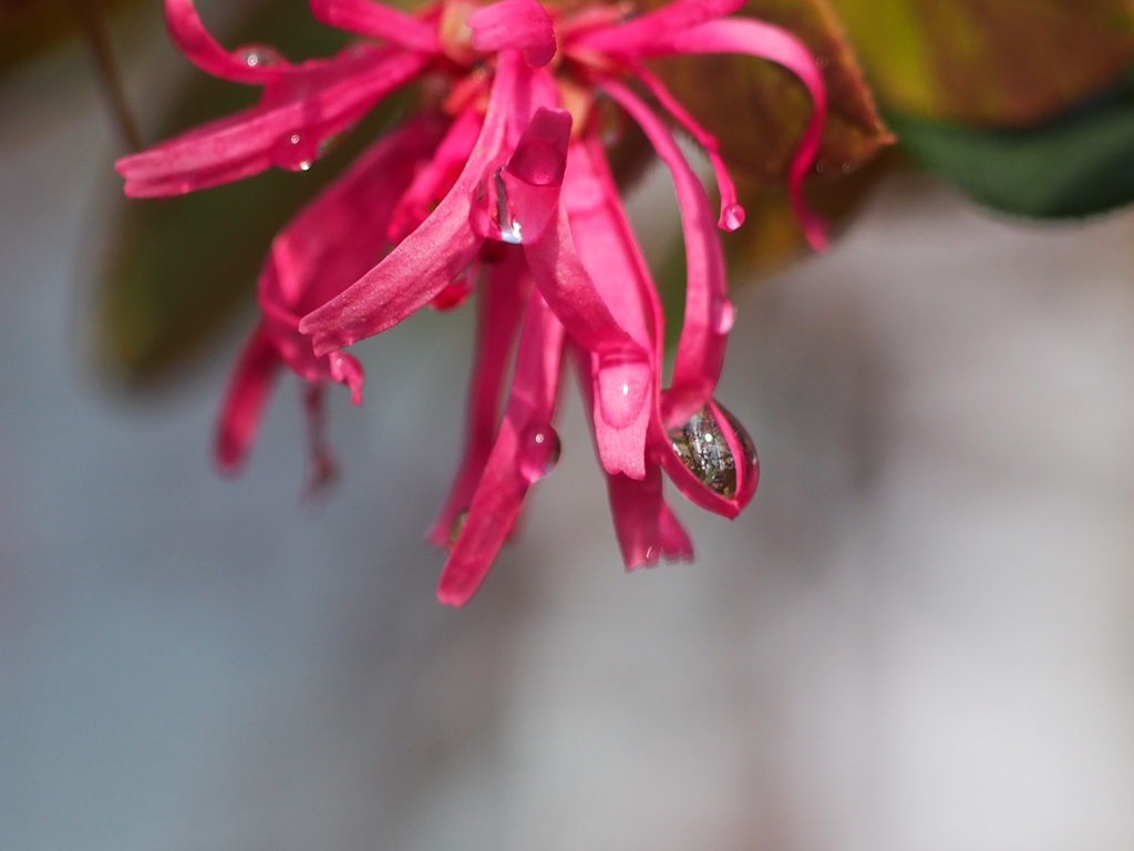 雨上がりのマンサクの花1