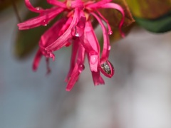 雨上がりのマンサクの花1