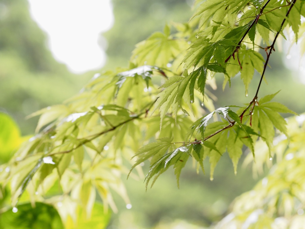 雨の日の青紅葉