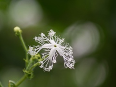 ヘビウリの花