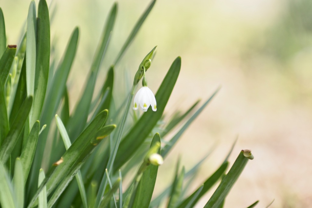 スノーフレーク