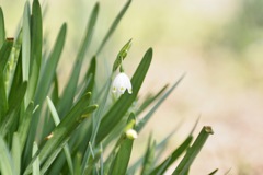 スノーフレーク