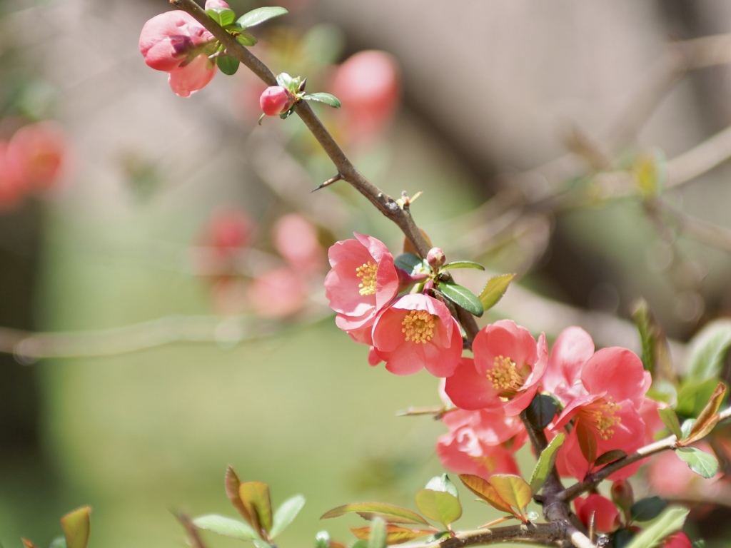 木瓜の花