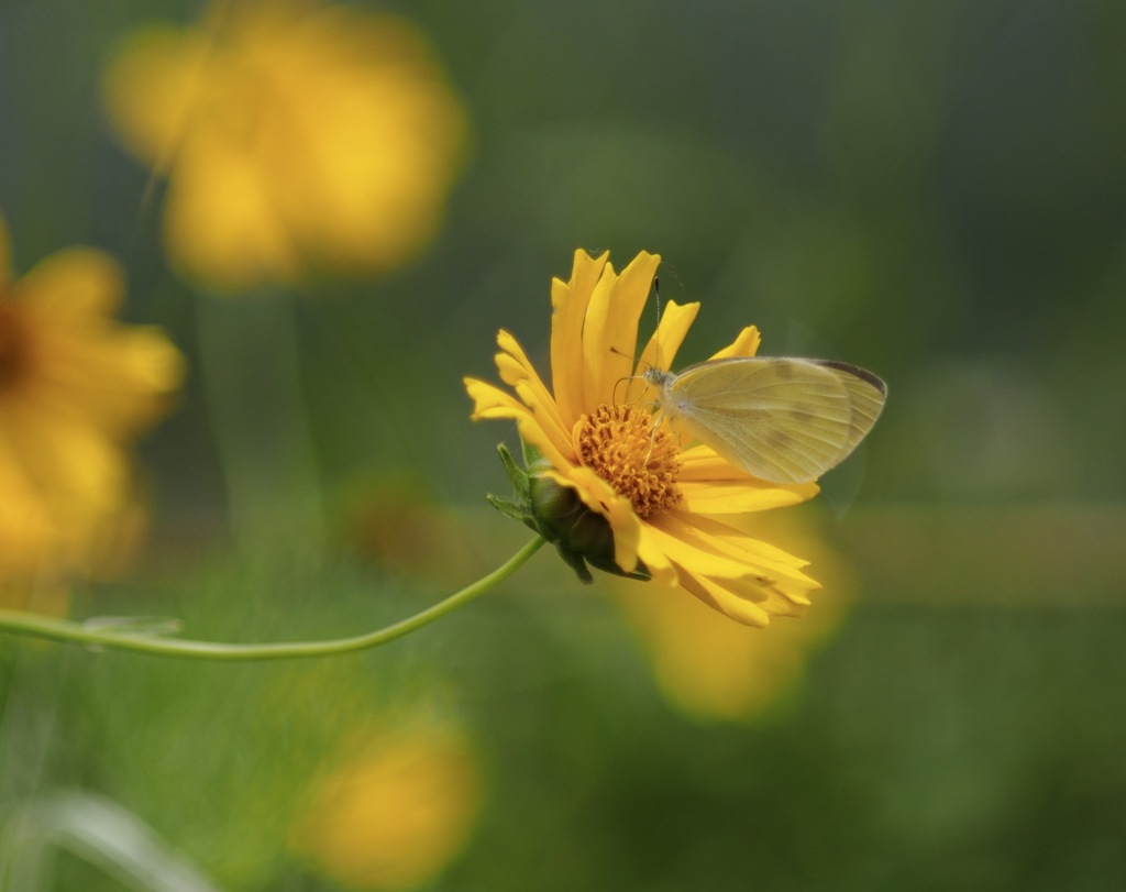オオキンケイギクとモンシロチョウ
