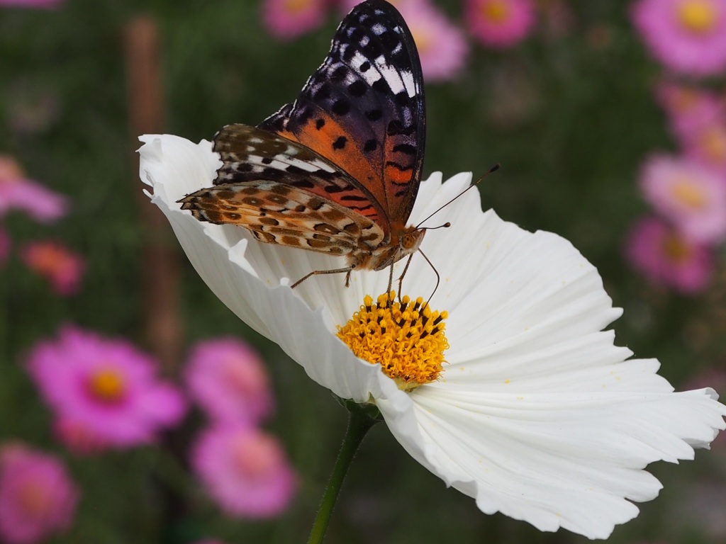 コスモスとヒョウモン