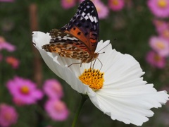 コスモスとヒョウモン