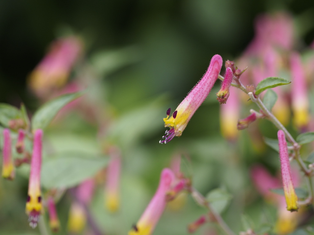 メダカの学校！？