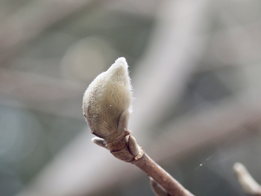 モクレン　花芽