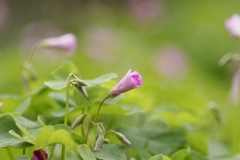 ムラサキカタバミ