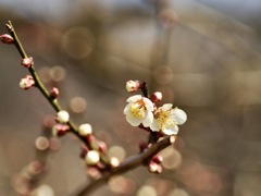 里山の梅　　まだこれからです