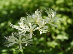 ヒガンバナ白花